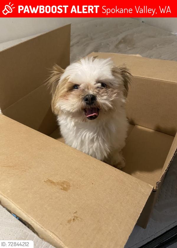 Lost Male Dog last seen appleway and thierman, Spokane Valley, WA 99212