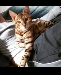 Lost Male Cat last seen Not sure exact location. Ex took off with cat and I am told she lost him in PA. Please contact me if you have seen him!, Allentown, PA 18101