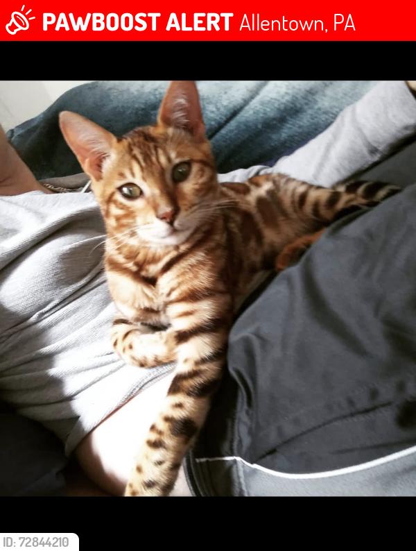Lost Male Cat last seen Not sure exact location. Ex took off with cat and I am told she lost him in PA. Please contact me if you have seen him!, Allentown, PA 18101