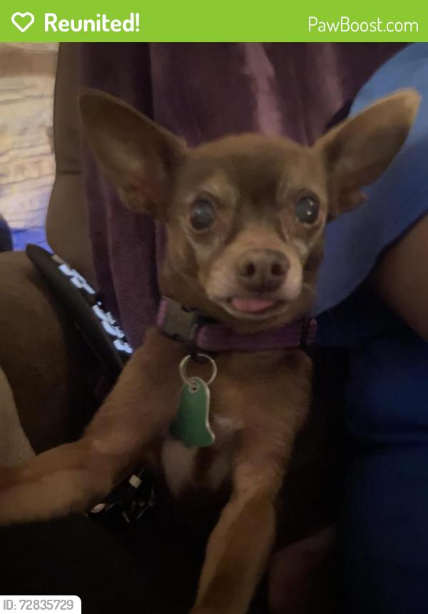 Reunited Female Dog in Las Vegas, NV 89156 (ID: 72835729) | PawBoost