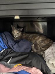 Lost Female Cat last seen AHN neighborhood Brentwood , Pittsburgh, PA 15227