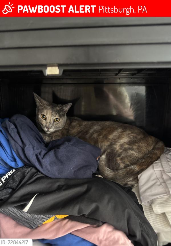 Lost Female Cat last seen AHN neighborhood Brentwood , Pittsburgh, PA 15227