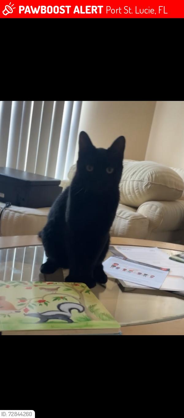 Lost Male Cat last seen Port St. Lucie blvd publix , Port St. Lucie, FL 34952