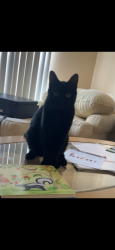 Lost Male Cat last seen Port St. Lucie blvd publix , Port St. Lucie, FL 34952