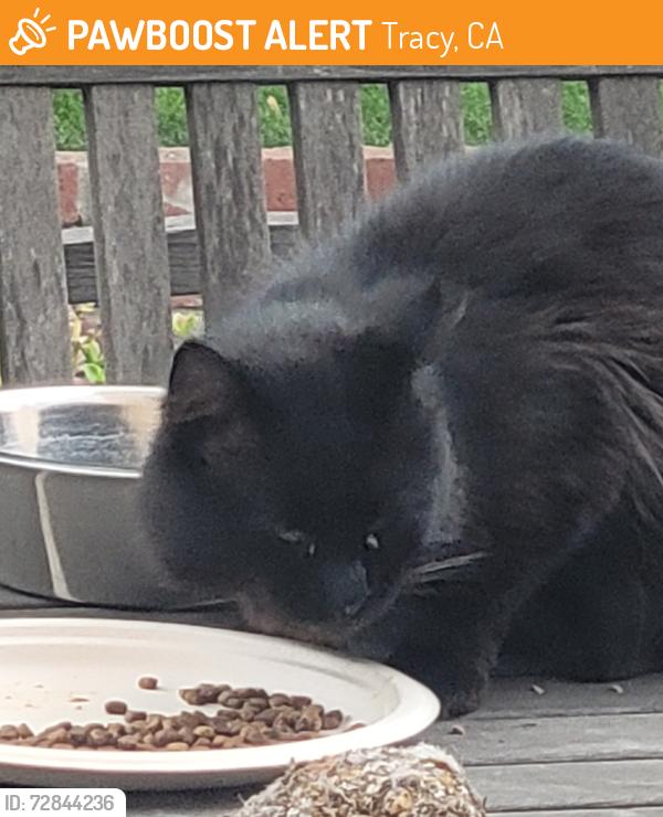 Found/Stray Unknown Cat last seen Tracy Blvd & Valpico, Tracy, CA 95376