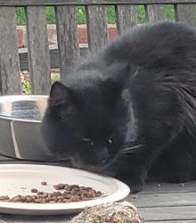 Found/Stray Unknown Cat last seen Tracy Blvd & Valpico, Tracy, CA 95376