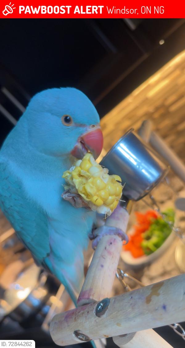 Lost Male Bird last seen Manzanillo & Ducharme , Windsor, ON N9G