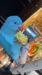 Lost Male Bird last seen Manzanillo & Ducharme , Windsor, ON N9G
