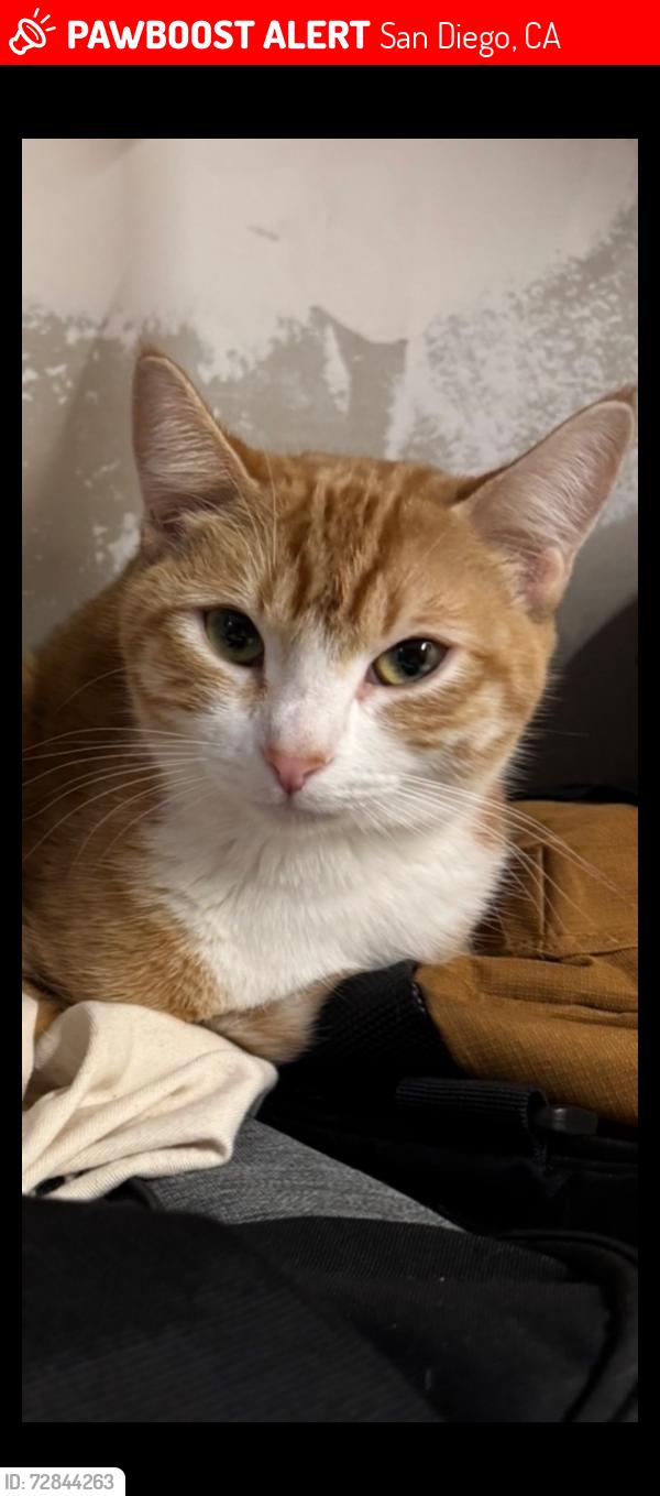 Lost Female Cat last seen Gompers park, San Diego, CA 92102