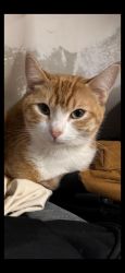 Lost Female Cat last seen Gompers park, San Diego, CA 92102