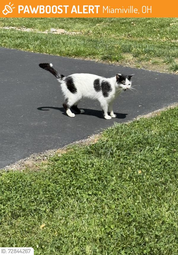 Found/Stray Female Cat last seen Near Branchill Miamiville Rd, Miamiville, OH 45147