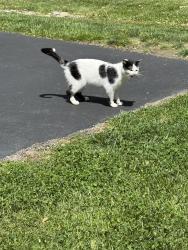 Found/Stray Female Cat last seen Near Branchill Miamiville Rd, Miamiville, OH 45147