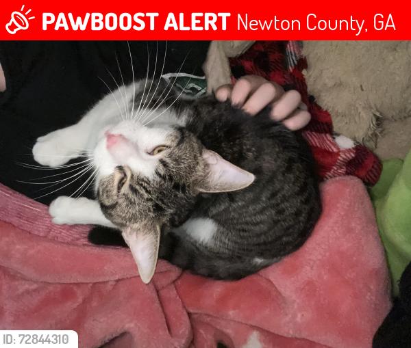 Lost Male Cat last seen Near , Newton County, GA 30016