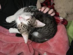 Lost Male Cat last seen Near , Newton County, GA 30016