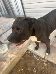 Found/Stray Male Dog last seen knollwood apmts , Mobile, AL 36609