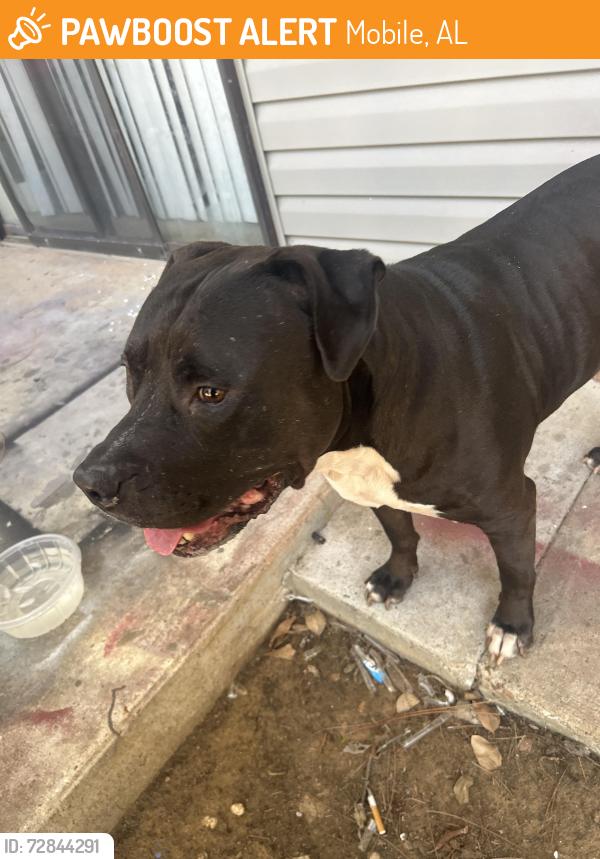 Found/Stray Male Dog last seen knollwood apmts , Mobile, AL 36609