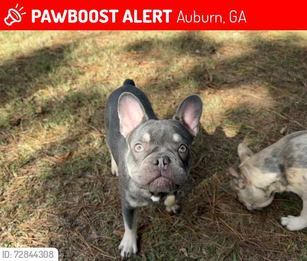 Lost Male Dog last seen Near Auburn gate LN, Auburn, GA 30011