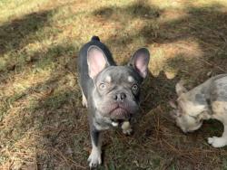 Lost Male Dog last seen Near Auburn gate LN, Auburn, GA 30011