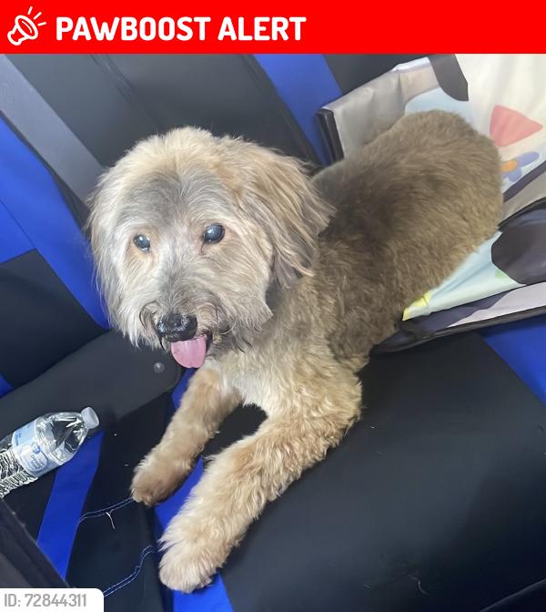 Lost Male Dog last seen SW 71st Terr North Lauderdale FL 33068, North Lauderdale, FL 33068