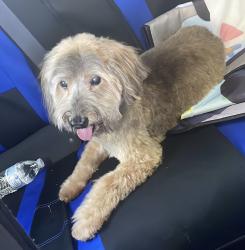 Lost Male Dog last seen SW 71st Terr North Lauderdale FL 33068, North Lauderdale, FL 33068