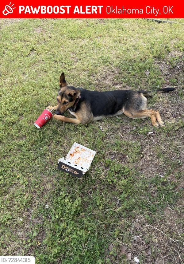Lost Female Dog last seen Standish ave, Oklahoma City, OK 73117
