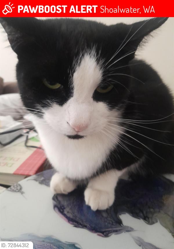 Lost Female Cat last seen Carlisle Street shoalwater , Shoalwater, WA 6169