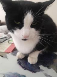 Lost Female Cat last seen Carlisle Street shoalwater , Shoalwater, WA 6169
