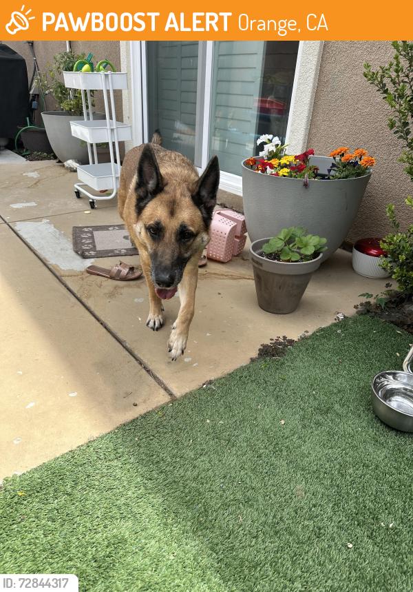 Found/Stray Female Dog last seen Glassel and Lincoln, Orange, CA 92865