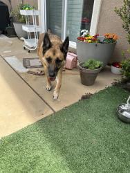 Found/Stray Female Dog last seen Glassel and Lincoln, Orange, CA 92865