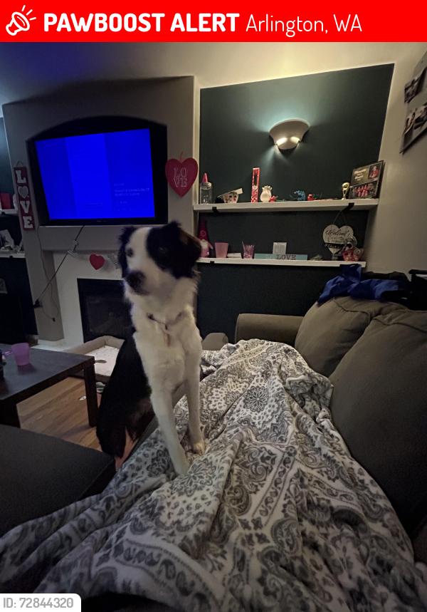 Lost Female Dog last seen Hwy9 & 172nd st , Arlington, WA 98223