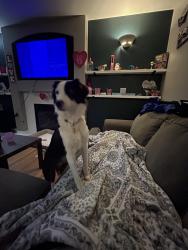 Lost Female Dog last seen Hwy9 & 172nd st , Arlington, WA 98223