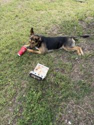 Found/Stray Female Dog last seen Standish ave , Oklahoma City, OK 73117