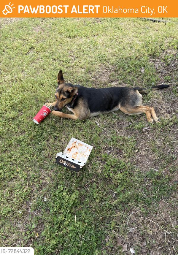 Found/Stray Female Dog last seen Standish ave , Oklahoma City, OK 73117