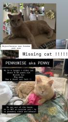 Lost Male Cat last seen Searles, Las Vegas, NV 89101