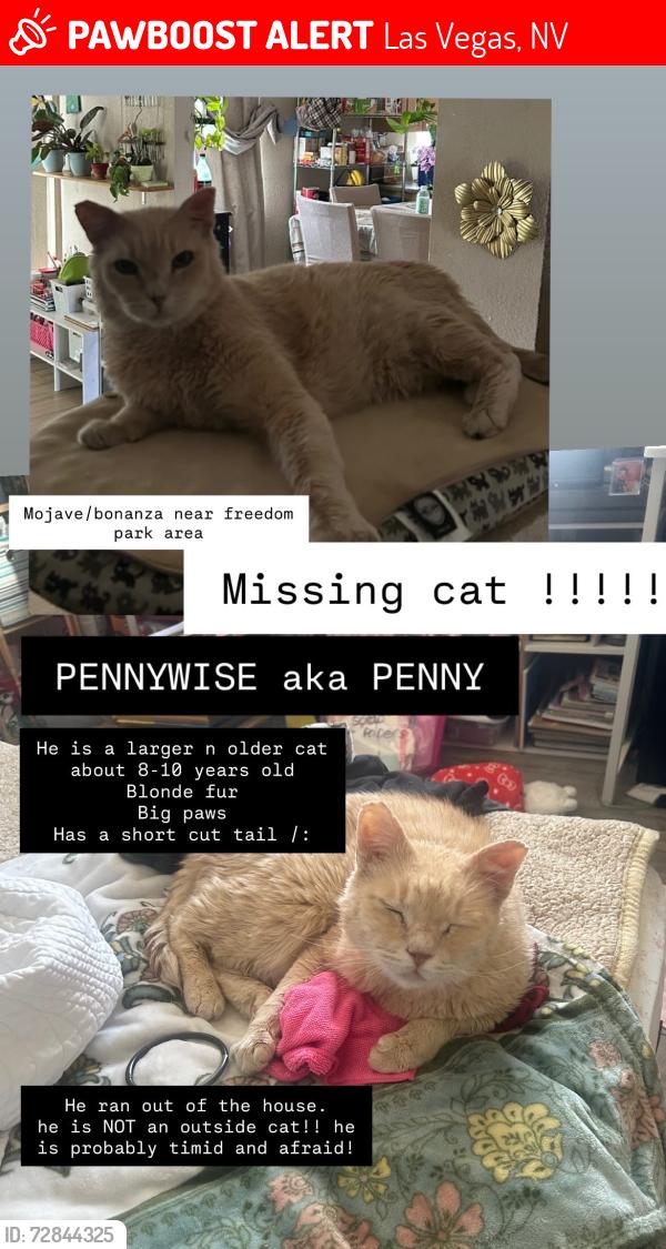 Lost Male Cat last seen Searles, Las Vegas, NV 89101