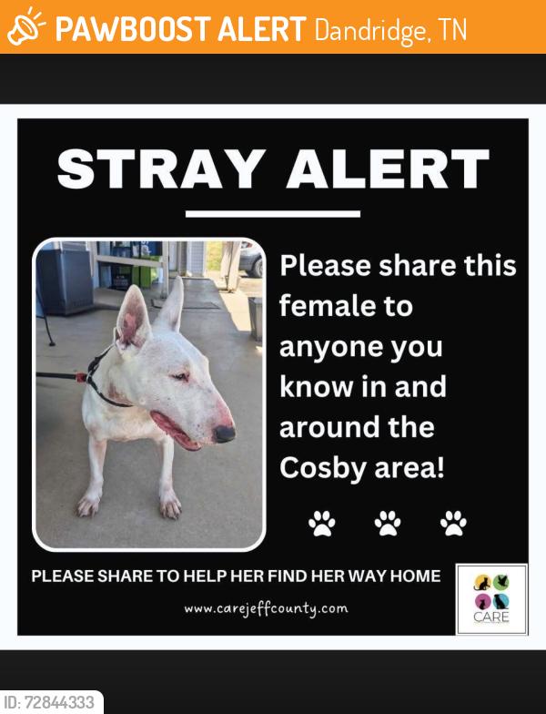 Found/Stray Female Dog last seen Near landfill road jefferson city, Dandridge, TN 37725