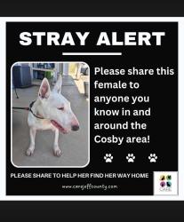Found/Stray Female Dog last seen Near landfill road jefferson city, Dandridge, TN 37725