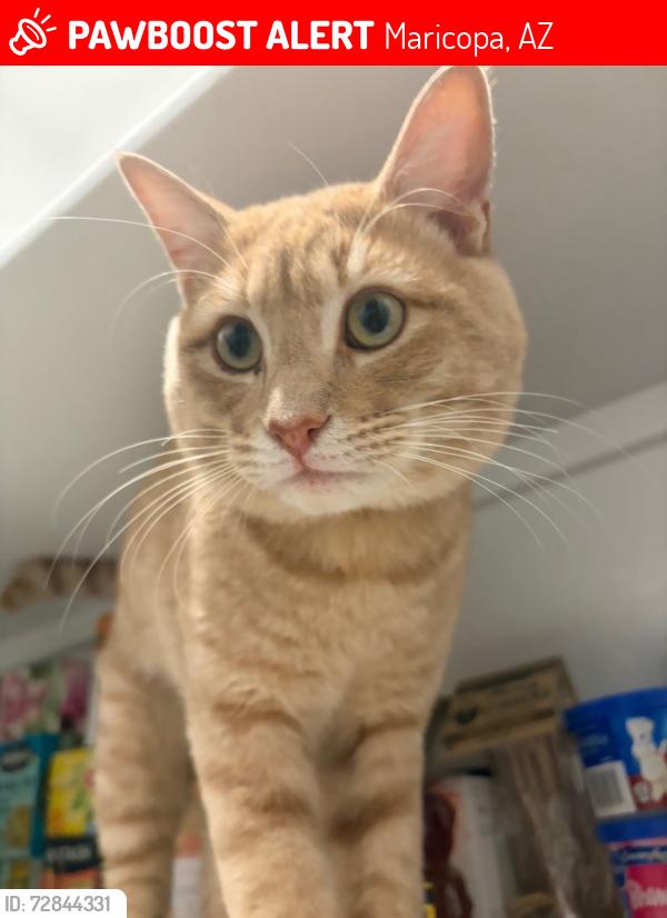 Lost Male Cat last seen Rancho mirage , Maricopa, AZ 85138