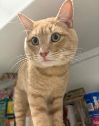 Lost Male Cat last seen Rancho mirage , Maricopa, AZ 85138