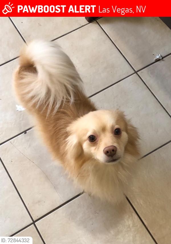 Lost Male Dog last seen Mountain Vista and Palm Street, Las Vegas, NV 89120