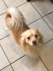 Lost Male Dog last seen Mountain Vista and Palm Street, Las Vegas, NV 89120
