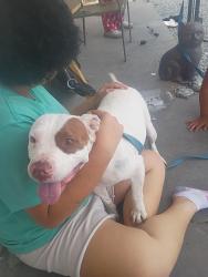 Found/Stray Female Dog last seen Glorieta and eubank, Albuquerque, NM 87112