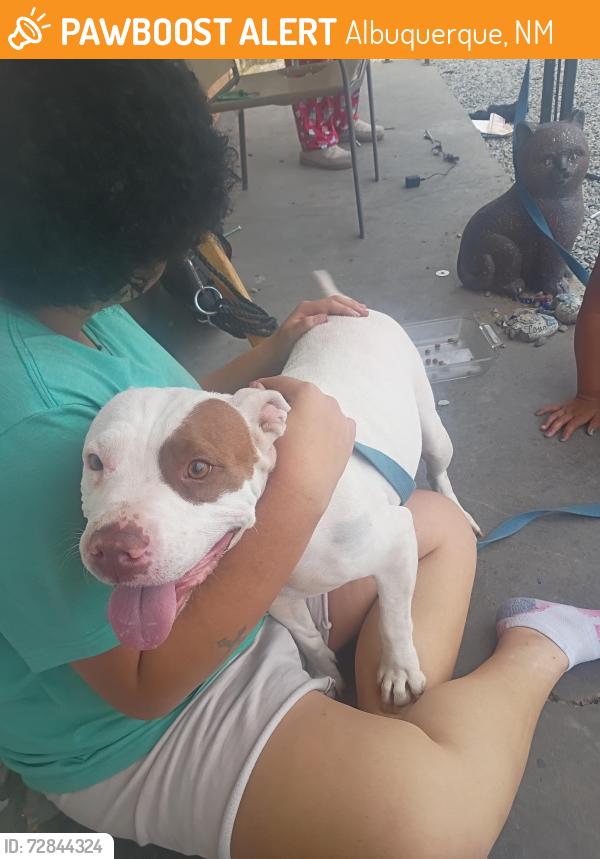 Found/Stray Female Dog last seen Glorieta and eubank, Albuquerque, NM 87112