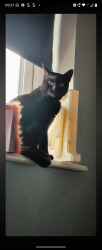 Lost Female Cat last seen Ogmore by sea , Ogmore-by-Sea, Wales CF32 0QF