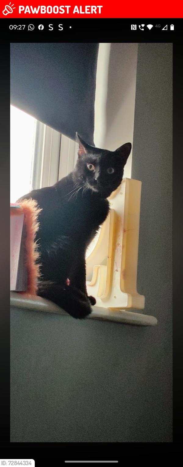 Lost Female Cat last seen Ogmore by sea , Ogmore-by-Sea, Wales CF32 0QF