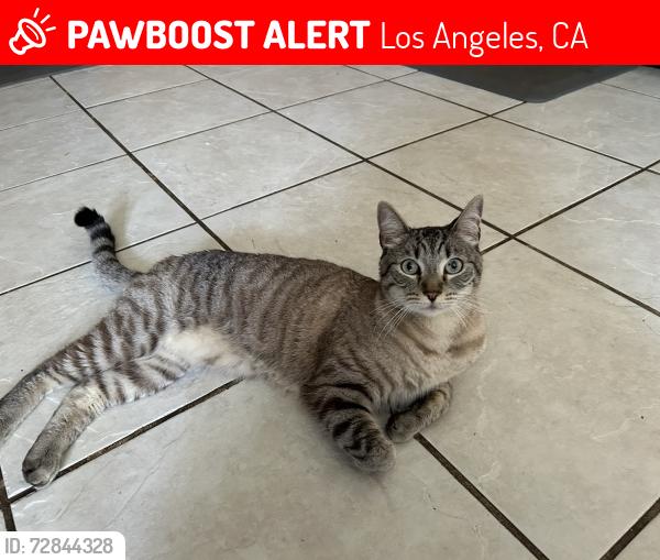 Lost Male Cat last seen Prairie and Rhea , Los Angeles, CA 91324