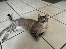 Lost Male Cat last seen Prairie and Rhea , Los Angeles, CA 91324