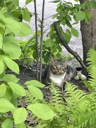 Found/Stray Unknown Cat last seen Faith Lutheran Parking lot, Saint Paul, MN 55103