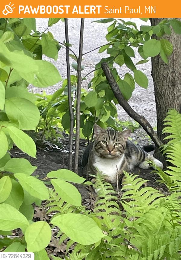 Found/Stray Unknown Cat last seen Faith Lutheran Parking lot, Saint Paul, MN 55103