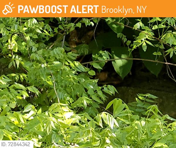 Found/Stray Unknown Cat last seen Rockaway and macdougal backyards, Brooklyn, NY 11233
